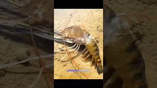 shrimp farming || Jhinga scum #jangir_farming jhinga #shrimp #shorts #molting