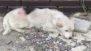 寒い冬に怯えて落ち込んだ犬が人間から逃げる