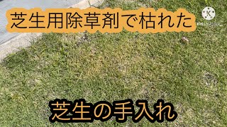 芝生の手入れ 芝生用除草剤でも一部分芝生も枯れてしまいました