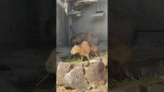 #shorts  カピバラ3きょうだい　浜松市動物園にて　2023年9月24日