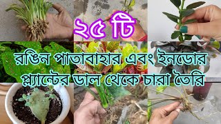 ২৫টি পাতাবাহার, ইনডোর প্ল্যান্টের  ডাল থেকে চারা তৈরি | 25 Colourful Indore Plants Grow by Cutting