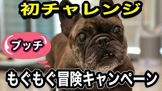 【元保護犬フレンチブルドッグ】【ご報告】愛犬フレブル…プレゼントキャンペーン…初チャレンジ！…【ブッチ】もぐもぐ冒険キャンペーンに応募したよ！