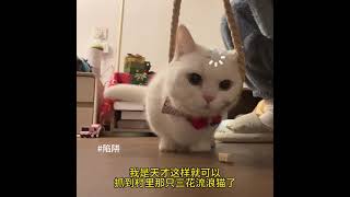 #情绪好稳定的小猫 #萌宠 #猫咪的迷惑行为