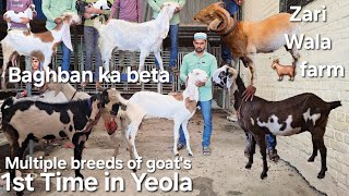 Zariwala 🐐 farm Yeola | Multiple breeds of goat's & Sheeps available near yoela mandi | hyderabadi 🐐