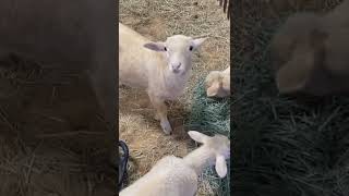 Ewe Talking To Me