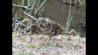 早朝山歩！野鳥の鳴声\