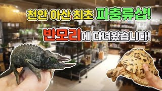 [TV생물도감] 선남선녀 사장님이 운영하는 요즘 핫한 파충류샵! 천안 반모리에 다녀왔습니다.