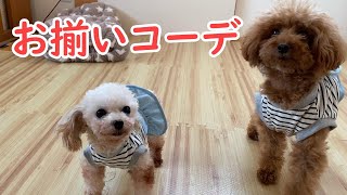 おそろいのお洋服が可愛すぎる保護犬姉妹