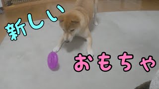 柴犬ももさん新しいおもちゃで遊ぶ