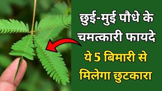 छुई-मुई पौधे के 5 चमत्कारी फायदे | Health Benifit Of Mimosa Pudica