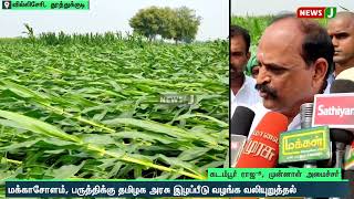 சூறைக்காற்றால் சேதமடைந்த மக்காச்சோளம் பயிர்களை முன்னாள் அமைச்சர் கடம்பூர் ராஜூ ஆய்வு | NewsJ