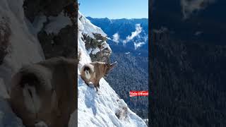 Markhor Climbing  on Mountain ⛰️ #ibexhunting #markhor #africa #lions #animals #animalplanet