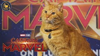 Goose the Cat’s 'Audition' For Captain Marvel