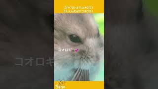 【 #shorts  】🐹え？！これ何チュ♡ 小動物のやみつきコオロギ