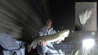 35” Musky Eats Stateside Shad Fly