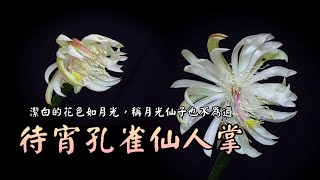 待宵孔雀種植養護#孔雀仙人掌#令箭荷花