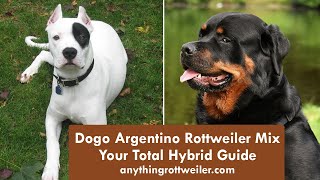 Dogo Argentino Rottweiler Mix: Your Total Hybrid Guide