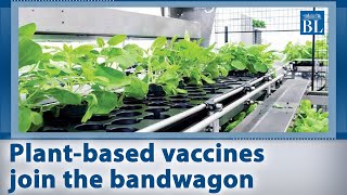 Plant-based vaccines to join global fight against Covid-19