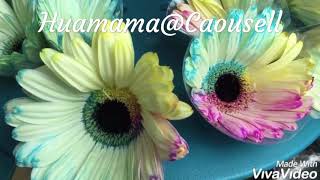 Huamama@ Carousell - Rainbow Daisy TimeLine