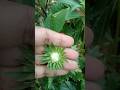 Comment the name//Flower blooming #trending #tnau#nature #coimbatore