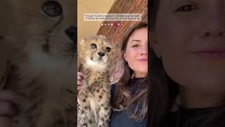 This kind girl adopted a cheetah and took care of it #cheetah #cat #shorts #animals #rescue #pets