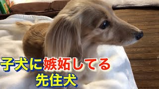 子犬が我が家にやって来て116日目(生後5ヶ月)子犬に嫉妬する先住犬【ミニチュアダックスフンド多頭飼い】