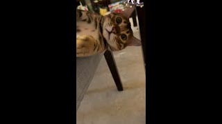 bengal 椅子play｜陈一发儿 小德 豹猫