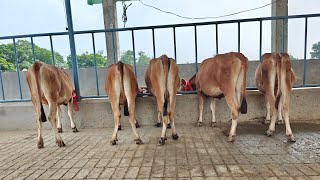 5 ਜਰਸੀ ਵਹਿੜਾਂ ਵਿਕਾਊ, 5 Jersey Cows for Sale