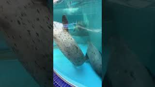 鳥羽水族館の！アザラシ