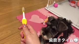 歯磨きタイム•Brushing time【ミニチュアシュナウザー•Schnauzer】