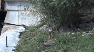 20141029 フロリダキーズ Florida Keys 16：Old Seven Miles Bridge：イグアナ Iguana