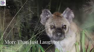 The language of laughter: How Hyenas communicate