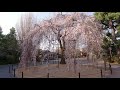 京都　千本釈迦堂「大報恩寺」のおかめ桜🌸が咲いていました。ＫＹＯＴＯ　ＪＡＰＡＮ