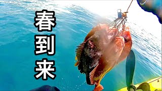 4月 魚の活性が上がってきたようでボチボチ釣れました【カヤックフィッシング】