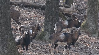 M5 TV – Erdei utakon – Reviczky Gáborral – 2022/11. adás – 2022.03.12.