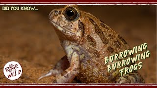 Did You Know... Burrowing Burrowing Frogs