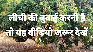 लीची की बागवानी Litchi Gardening complete information