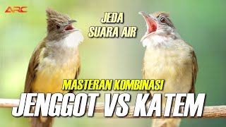 MASTERAN KAPAS TEMBAK VS CUCAK JENGGOT PALING TREN 2025