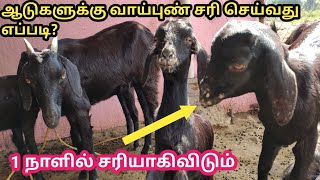 ஆடுகளுக்கு  வாய் புண்ணை சரி செய்வது எப்படி|Goat mouth disease