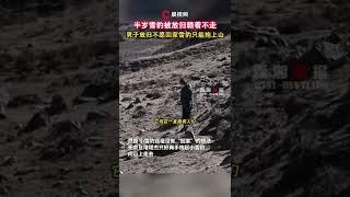 半歲雪豹被放歸賴著不走，男子放歸不願回家雪豹只能抱上山 👉歡迎訂閱【瀟湘晨報】 #瀟湘晨報 #社會新聞 #中國新聞 #社會日常 #shorts