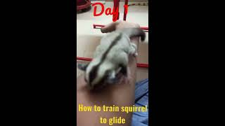 பறக்கும் அனில் | How to train a squirrel to fly 🐿️ |  வளர்ப்பு முறை |