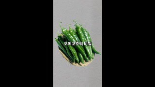 오이고추의 비밀 #shorts