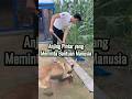 Anjing Pintar yang Meminta Bantuan Manusia #shorts, #youtubeshorts, #shortvideo,