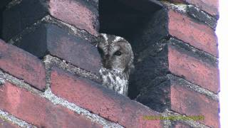 KATTUGGLA Tawny Owl (Strix aluco)  Klipp - 114