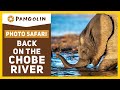 African Safari | Back on The Chobe River in Botswana with The Pangolin Photo Hosts