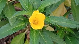 Turnera ulmifolia flower, yellow alder, cuban buttercup #flower