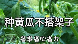 种黄瓜不搭架子