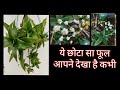 956:- Callisia Fragrans Flowers / Basket Plant Flowers / Inch Plant Flowers / Ground Orchid Flowers