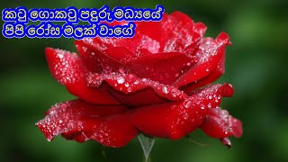 කටු ගොකටු පඳුරු මධ්‍යයේ පිපි රෝස මලක් වාගේ