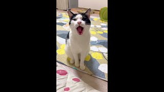 あくび中に可愛い声が出るおしゃべり猫